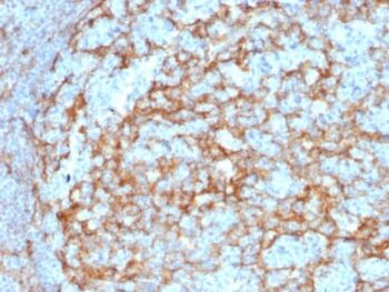 CD14 (Monocyte / Macrophage Marker) (LPSR/2385), 0.2mg/mL
