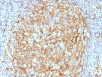 CD14 (Monocyte / Macrophage Marker) (LPSR/2386), 0.2mg/mL