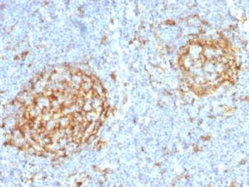 CD14 (Monocyte / Macrophage Marker) (LPSR/2397), Biotin conjugate, 0.1mg/mL