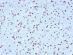 OLIG2 (Marker of Glial Brain Tumors) (OLIG2/2400), CF543 conjugate, 0.1mg/mL