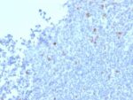 Granzyme B (NK/T-Cell Lymphoma Marker) (GZMB/2403), CF488A conjugate, 0.1mg/mL 1 BNUB2403