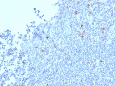 BNUB2403 BNUB2403- Immunomart