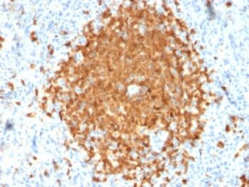BOB.1 (B-Cell Marker) (BOB1/2424), 0.2mg/mL