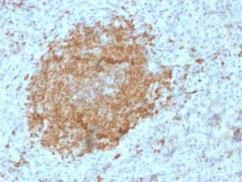 BOB.1 (B-Cell Marker) (BOB1/2425), 0.2mg/mL