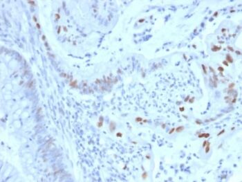 Cyclin E (G1/S-Phase Cyclin) (CCNE1/2460), CF594 conjugate, 0.1mg/mL