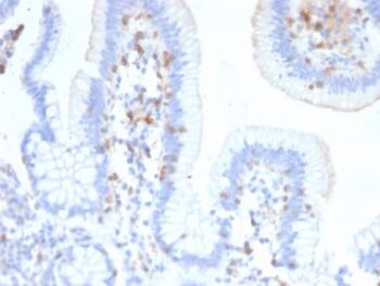 CD103 / Integrin alpha E (T-Cell Lymphoma & Hairy Cell Leukemia Marker) (ITGAE/2474), CF740 conjugate, 0.1mg/mL