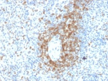 CD3e (T-Cell Marker) (C3e/2478), CF647 conjugate, 0.1mg/mL