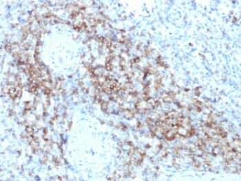 CD3e (T-Cell Marker) (C3e/2479), CF647 conjugate, 0.1mg/mL