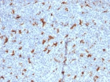 CD68 (Macrophage Marker) (C68/2501), CF543 conjugate, 0.1mg/mL