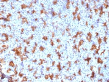 CD11c (Dendritic Cell Marker) (ITGAX/2507), 0.2mg/mL