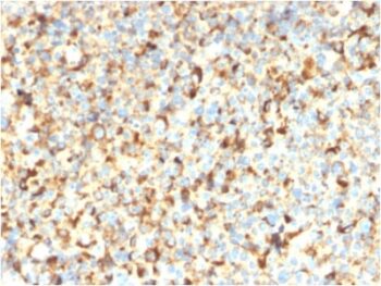 CD63 (Late Endosomes Marker) (rMX-49.129.5), CF647 conjugate, 0.1mg/mL