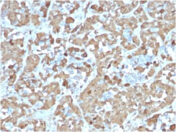 Growth Hormone (Pituitary Marker) (rGH/1450), CF568 conjugate, 0.1mg/mL