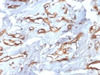 CD34 (Hematopoietic Stem Cell & Endothelial Marker) (HPCA1/2598R), 0.2mg/mL