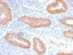 Interleukin 10 (IL10) (Immunoregulation Marker) (IL10/2651R), Biotin conjugate, 0.1mg/mL