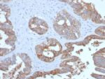 MUC1 / CA15-3 / EMA / CD227 (Epithelial Marker) (MUC1/2729R), CF405S conjugate, 0.1mg/mL