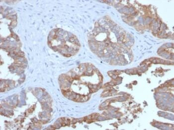 MUC1 / CA15-3 / EMA / CD227 (Epithelial Marker) (MUC1/2729R), CF405S conjugate, 0.1mg/mL