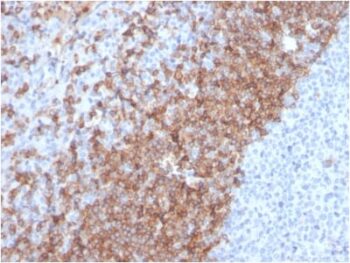 Human IgD (Immunoglobulin Delta Heavy Chain) (B-Cell Marker) (IGHD/2730R), CF640R conjugate, 0.1mg/mL