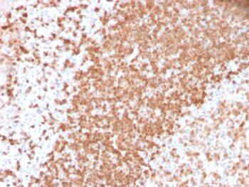 TCL1 (T-Cell Marker) (TCL1/2747R), CF488A conjugate, 0.1mg/mL