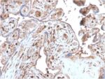 S100A4 (Marker of Tumor Metastasis) (S100A4/2750R), CF405S conjugate, 0.1mg/mL 1 BNUB2750