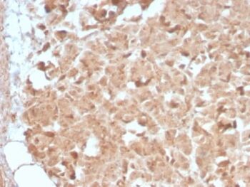 CELA3B / ELA3B (Pancreatic Function Marker) (CELA3B/2809R), CF594 conjugate, 0.1mg/mL