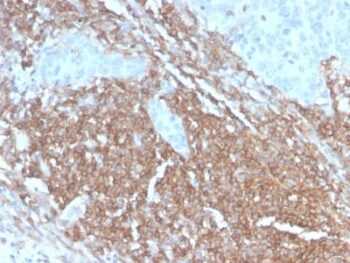 CD45RB (B-Cell Marker) (PTPRC/2877R), CF568 conjugate, 0.1mg/mL