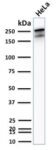 Spectrin beta III (SPTBN2) (SPTBN2/2894R), CF640R conjugate, 0.1mg/mL