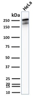 Spectrin beta III (SPTBN2) (SPTBN2/2894R), CF640R conjugate, 0.1mg/mL