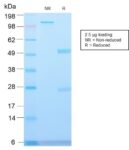 Major Vault Protein (MVP) (VP2897R), CF568 conjugate, 0.1mg/mL
