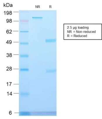 Major Vault Protein (MVP) (VP2897R), CF568 conjugate, 0.1mg/mL