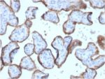 Alkaline Phosphatase (Placental) / PLAP (Germ Cell Tumor Marker) (ALPP/2899R), Biotin conjugate, 0.1mg/mL