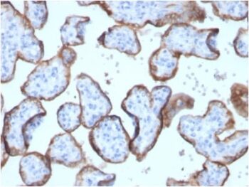 Alkaline Phosphatase (Placental) / PLAP (Germ Cell Tumor Marker) (ALPP/2899R), Biotin conjugate, 0.1mg/mL