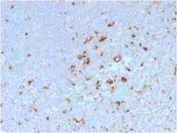CD68 (Macrophage Marker) (C68/2908R), 0.2mg/mL