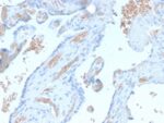 Spectrin Alpha 1 (Erythrocyte Marker) (SPTA1/2939R), CF640R conjugate, 0.1mg/mL