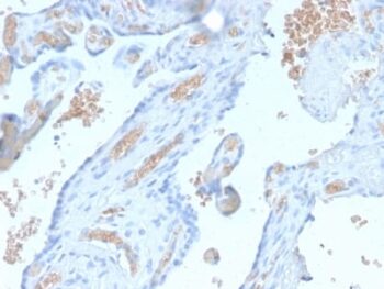 Spectrin Alpha 1 (Erythrocyte Marker) (SPTA1/2939R), CF640R conjugate, 0.1mg/mL