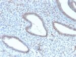 TLE1 (Synovial Sarcoma Marker) (TLE1/2946R), Biotin conjugate, 0.1mg/mL