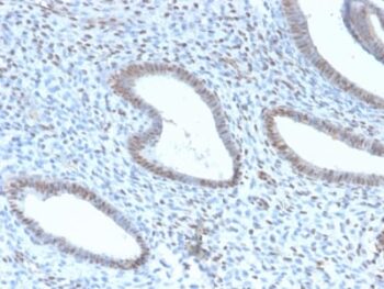 TLE1 (Synovial Sarcoma Marker) (TLE1/2946R), Biotin conjugate, 0.1mg/mL