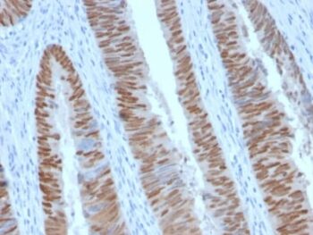 CDX2 (GI Epithelial Marker) (CDX2/2951R), CF405S conjugate, 0.1mg/mL