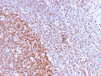 Nuclear Antigen (Pan-Nuclear Marker) (NM2984R), CF568 conjugate, 0.1mg/mL