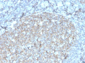 CD81 / TAPA-1 (rC81/3442), CF647 conjugate, 0.1mg/mL