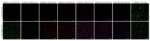 Biotium-Microvial-3