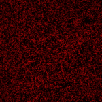 Cat_40101_Packaging