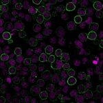CD19-CVID3-155-CF488A-GAM-RedDot2-Raji-PFA-021319