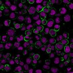 CD19-CVID3-429-CF488A-GAM-RedDot2-PFA-Raji-011019