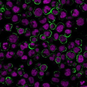CD19(CVID3/429), CF594 conjugate, 0.1mg/mL