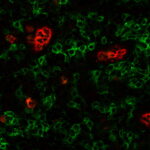 Biotium-4-Microvials-5
