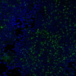CD3-RIV9-CF488A-human-tonsil