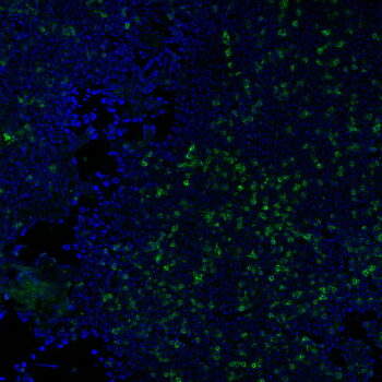 CD3e(RIV9), CF568 conjugate, 0.1mg/mL