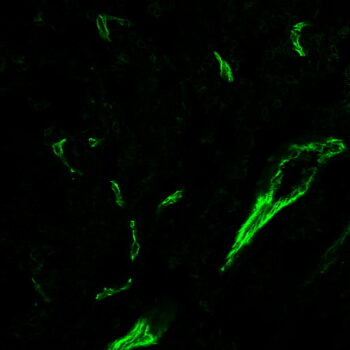 CD31 / PECAM-1(C31.3 + C31.7 + C31.10), CF740 conjugate, 0.1mg/mL