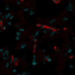 CD31 / PECAM-1(C31.7), CF405S conjugate, 0.1mg/mL