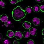 CD43-SPN-1766R-CF488A-GAR-RedDot2-PFA-Jurkat-020119